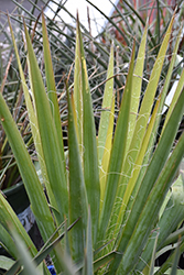 Excalibur Adam's Needle (Yucca filamentosa 'Excalibur') at Peter Knippel Garden Centre
