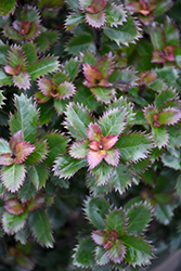 Scallywag Holly (Ilex x meserveae 'MonNieves') at Lakeshore Garden Centres