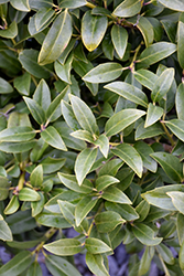 Cherry Bomb Winterberry Holly (Ilex 'Cherry Bomb') at Lakeshore Garden Centres