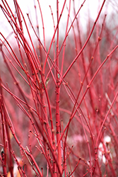 Coral Bark Japanese Maple (Acer palmatum 'Sango Kaku') at Lakeshore Garden Centres