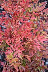 Obsession Nandina (Nandina domestica 'Seika') at Lakeshore Garden Centres