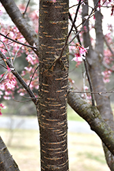 Autumnalis Higan Cherry (Prunus subhirtella 'Autumnalis') at Lakeshore Garden Centres