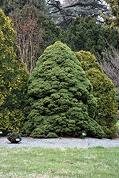 Dwarf Alberta Spruce (Picea glauca 'Conica') at Green Thumb Garden Centre
