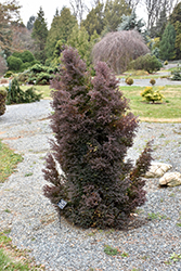Rubicon Whitecedar (Chamaecyparis thyoides 'Rubicon') at Lakeshore Garden Centres
