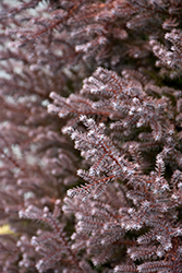 Rubicon Whitecedar (Chamaecyparis thyoides 'Rubicon') at Lakeshore Garden Centres