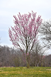 Rancho Sargent Cherry (Prunus sargentii 'Rancho') at Lakeshore Garden Centres