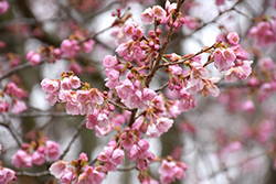 Rancho Sargent Cherry (Prunus sargentii 'Rancho') at Lakeshore Garden Centres