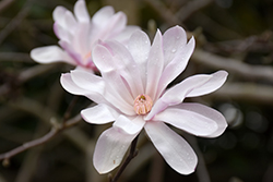 King Rose Star Magnolia (Magnolia stellata 'King Rose') at Lakeshore Garden Centres
