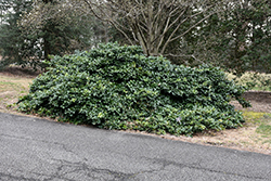 Maryland Dwarf American Holly (Ilex opaca 'Maryland Dwarf') at Lakeshore Garden Centres