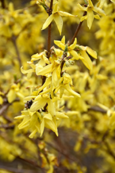 Gold Charm Forsythia (Forsythia x intermedia 'Goldzauber') at Lakeshore Garden Centres