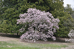 Leonard Messel Magnolia (Magnolia x loebneri 'Leonard Messel') at Mainescape Nursery