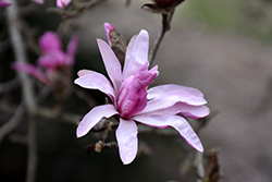 Rubra Red Star Magnolia (Magnolia stellata 'Rubra') at Lakeshore Garden Centres
