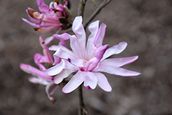 Rubra Red Star Magnolia (Magnolia stellata 'Rubra') at Lakeshore Garden Centres
