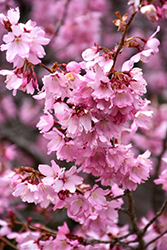 Dream Catcher Flowering Cherry (Prunus 'Dream Catcher') at Lakeshore Garden Centres