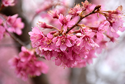 First Lady Flowering Cherry (Prunus 'First Lady') at Lakeshore Garden Centres