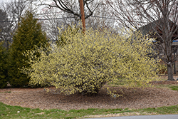Spike Winterhazel (Corylopsis spicata) at Lakeshore Garden Centres