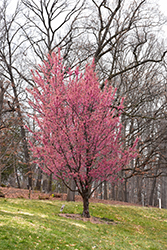 First Lady Flowering Cherry (Prunus 'First Lady') at Lakeshore Garden Centres