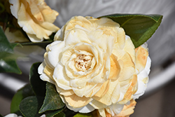 Lemon Glow Camellia (Camellia japonica 'Lemon Glow') at Lakeshore Garden Centres