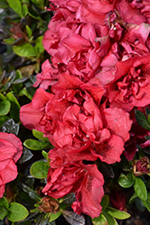 Encore Autumn Fire Azalea (Rhododendron 'Roblez') at Lakeshore Garden Centres