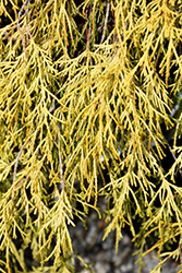 King's Gold Falsecypress (Chamaecyparis pisifera 'King's Gold') at Lakeshore Garden Centres