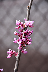 Traveller Weeping Redbud (Cercis canadensis 'Traveller') at Lakeshore Garden Centres