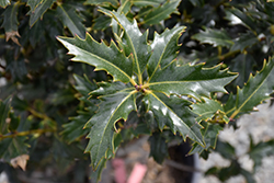 Lucky Leaf Holly (Ilex 'EN1') at Lakeshore Garden Centres