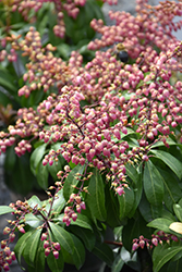 Enchanted Forest Impish Elf Japanese Pieris (Pieris japonica 'Shy') at Lakeshore Garden Centres