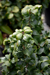 Dwarf Curled-Leaf Japanese Privet (Ligustrum japonicum 'Coriaceum') at Lakeshore Garden Centres