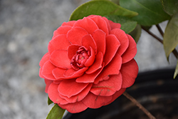 Black Tie Camellia (Camellia japonica 'Black Tie') at Lakeshore Garden Centres