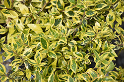 Twist of Lime Glossy Abelia (Abelia x grandiflora 'Hopley's') at Lakeshore Garden Centres