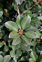 Olivia Yeddo Hawthorn (Rhaphiolepis umbellata 'Conia') at Lakeshore Garden Centres