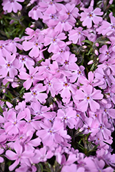 Ronsdorfer Beauty Moss Phlox (Phlox subulata 'Ronsdorfer Beauty') at Lakeshore Garden Centres