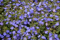 Georgia Blue Speedwell (Veronica peduncularis 'Georgia Blue') at Peter Knippel Garden Centre