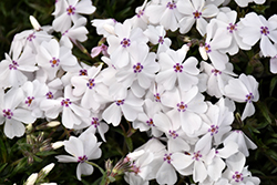 Amazing Grace Moss Phlox (Phlox subulata 'Amazing Grace') at Peter Knippel Garden Centre