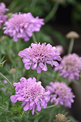 Pink Mist Pincushion Flower (Scabiosa 'Pink Mist') at Lakeshore Garden Centres