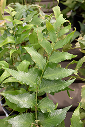 Rochfordianum Japanese Holly Fern (Cyrtomium falcatum 'Rochfordianum') at Lakeshore Garden Centres
