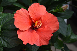 Dark Heart Hibiscus (Hibiscus rosa-sinensis 'Dark Heart') at Lakeshore Garden Centres
