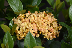 Maui Sunset Ixora (Ixora 'Maui Sunset') at Lakeshore Garden Centres