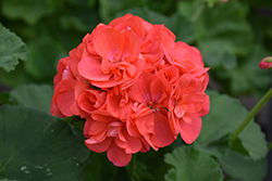 Americana Coral Geranium (Pelargonium 'Americana Coral') at Lakeshore Garden Centres
