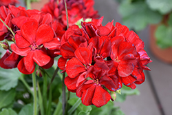Calliope Medium Dark Red Geranium (Pelargonium 'Calliope Medium Dark Red') at Golden Acre Home & Garden