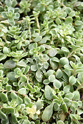 Variegated Japanese Stonecrop (Sedum makinoi 'Variegatum') at Lakeshore Garden Centres