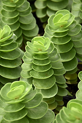 Ihi Portulaca (Portulaca molokiniensis) at Lakeshore Garden Centres