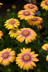 Blushing Beauty African Daisy (Osteospermum 'Balostush') at Lakeshore Garden Centres