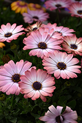 Serenity Pink Magic African Daisy (Osteospermum 'Balserpima') at Lakeshore Garden Centres