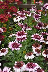 4D Berry White African Daisy (Osteospermum 'KLEOE15257') at Lakeshore Garden Centres