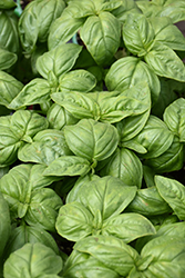 Sweet Basil (Ocimum basilicum) at Lakeshore Garden Centres