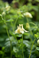 Corbett Columbine (Aquilegia canadensis 'Corbett') at Lakeshore Garden Centres