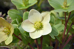 HGC Champion Hellebore (Helleborus x ericsmithii 'COSEH 730') at Lakeshore Garden Centres