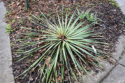 Arkansas Yucca (Yucca arkansana) at Lakeshore Garden Centres