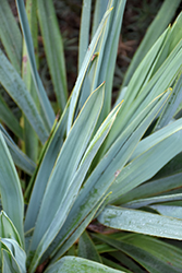 Nodding Yucca (Yucca cernua) at Lakeshore Garden Centres